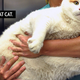 Illustration for article titled Incredibly Fat Cat Makes Me Feel So Many Things
